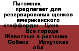 Питомник KURAT GRAD предлагает для резервирования щенков американского стаффордш › Цена ­ 25 000 - Все города Животные и растения » Собаки   . Иркутская обл.